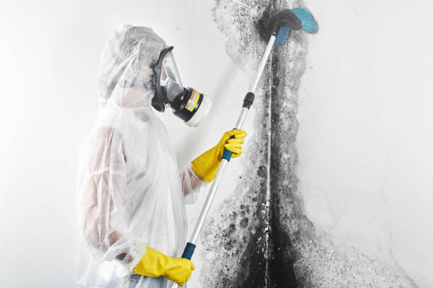 Best Mold Damage Restoration  in Davison, MI